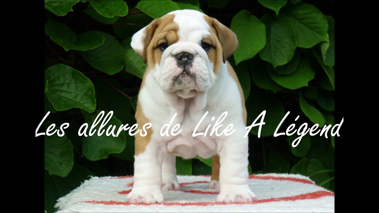 Les allures de Like A Légend