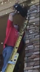 Capturing Bee Swarm Bare Hands