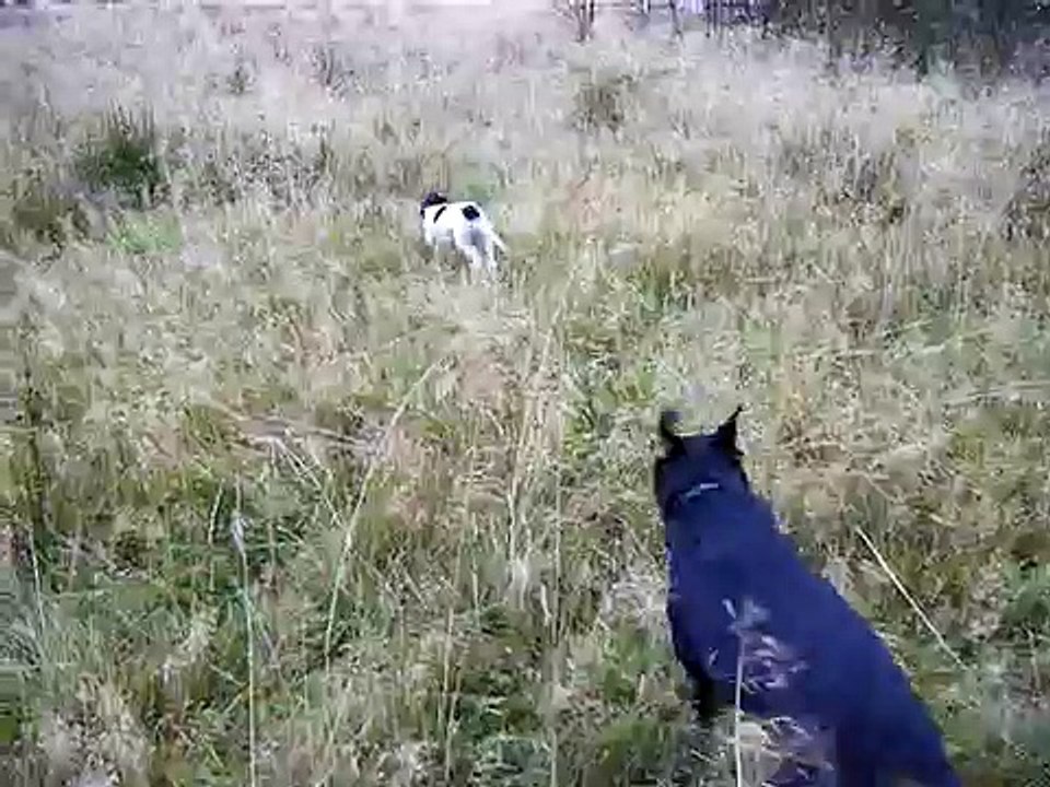 Rottweiler Molly and Sprocker Milly 3