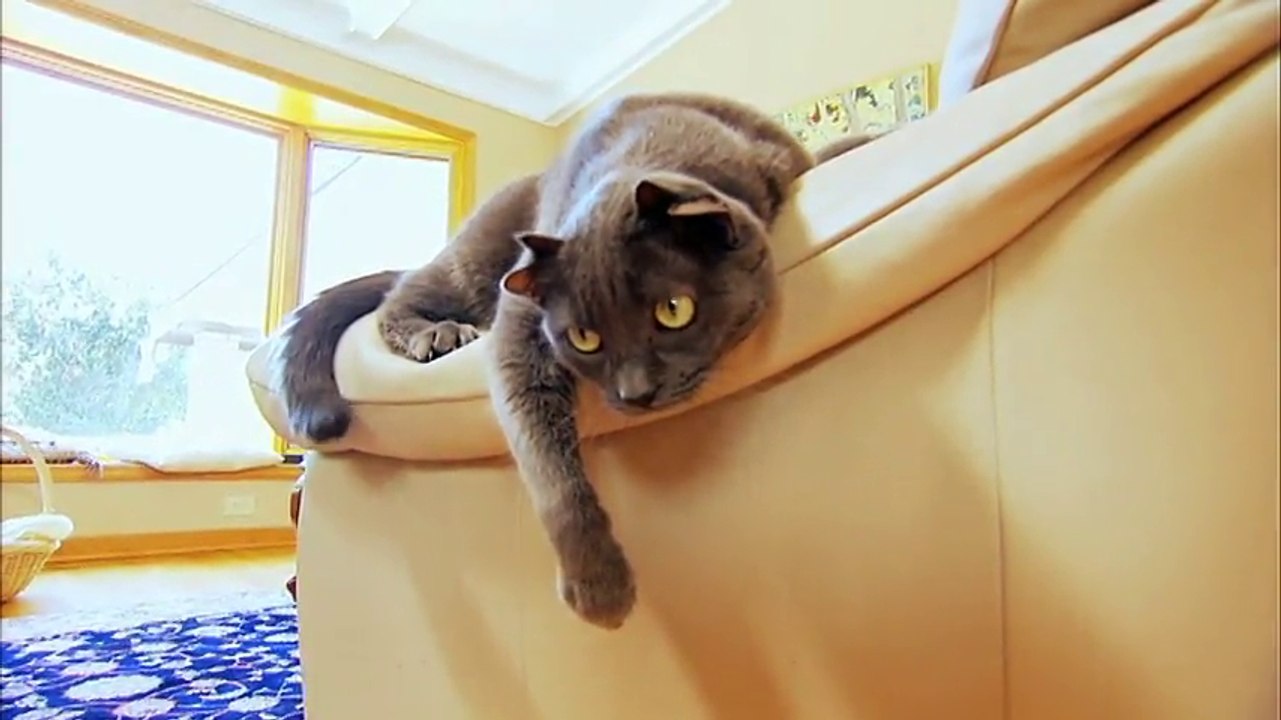 Yoda : Le chat à quatre oreilles