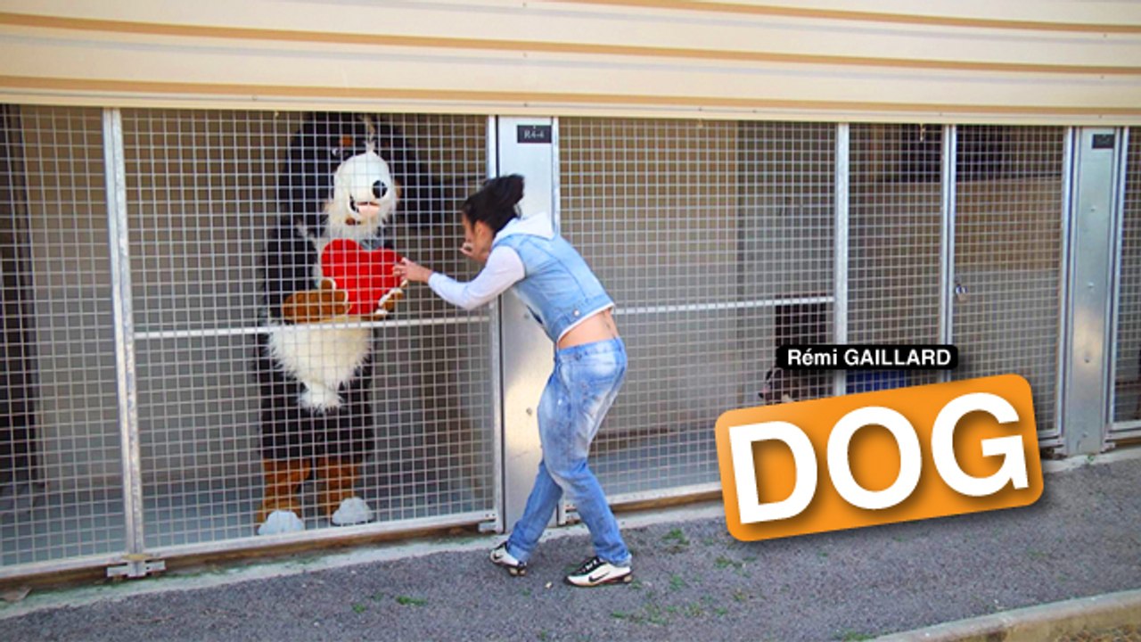 Dog (Rémi Gaillard)