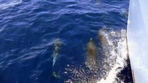 Sailing with Dolphins - Sailing Holidays with Sailing Nations