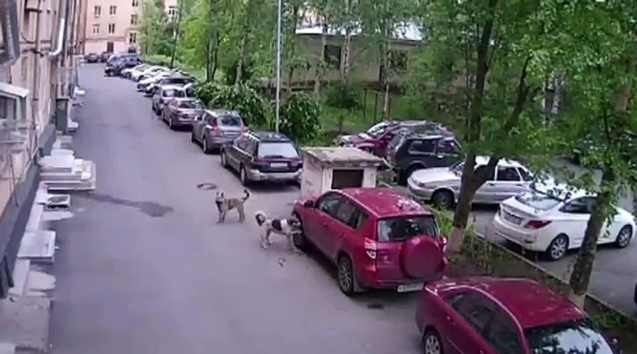 Собаки напомнили автовладельцу что резину на летнюю пора мен
