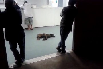 Cachorro dorme tranquilamente em UPA do DF