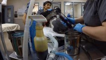 Emergency Dog Grooming - San Jose Animal Care Center