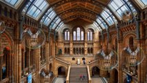 Musée d'Histoire Naturelle de Londres