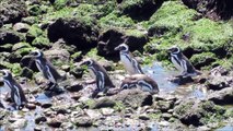 Magellanic Penguins South America