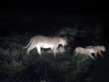 Lioness and cubs walking on road at night Kruger National Park