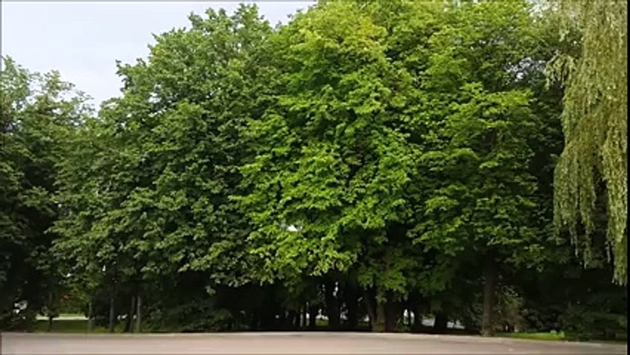 Flying & Driving Drone by B Go Beyond