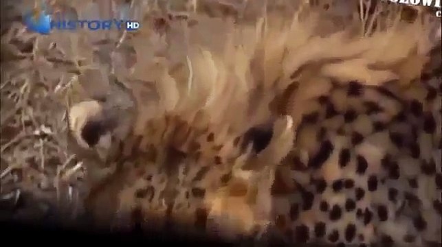 Cheetah attacked reporter. Cheetah attack the people! / Animal Attacks on Human - Nat Geo
