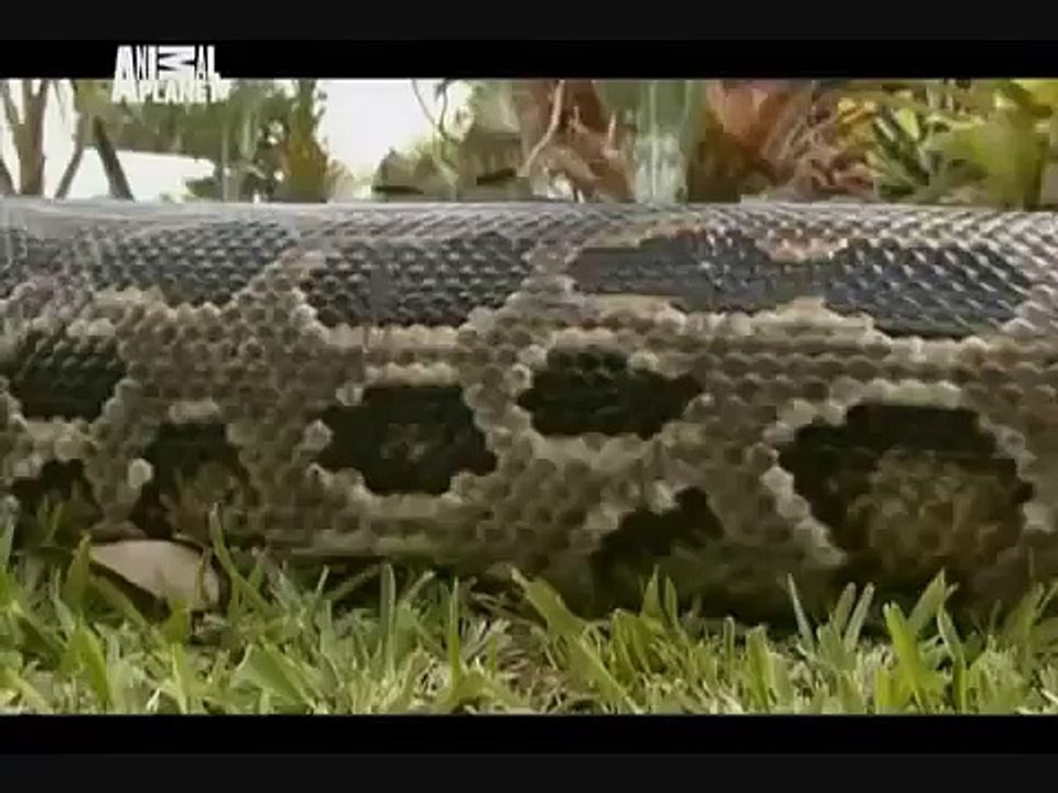 Animal Cops Miami Animal Menagerie pt 1