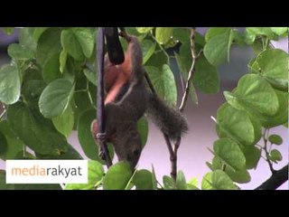 Dinner Time, Little Squirrel 小松鼠的晚餐