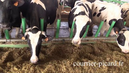 Visite de la ferme des 1000 vaches