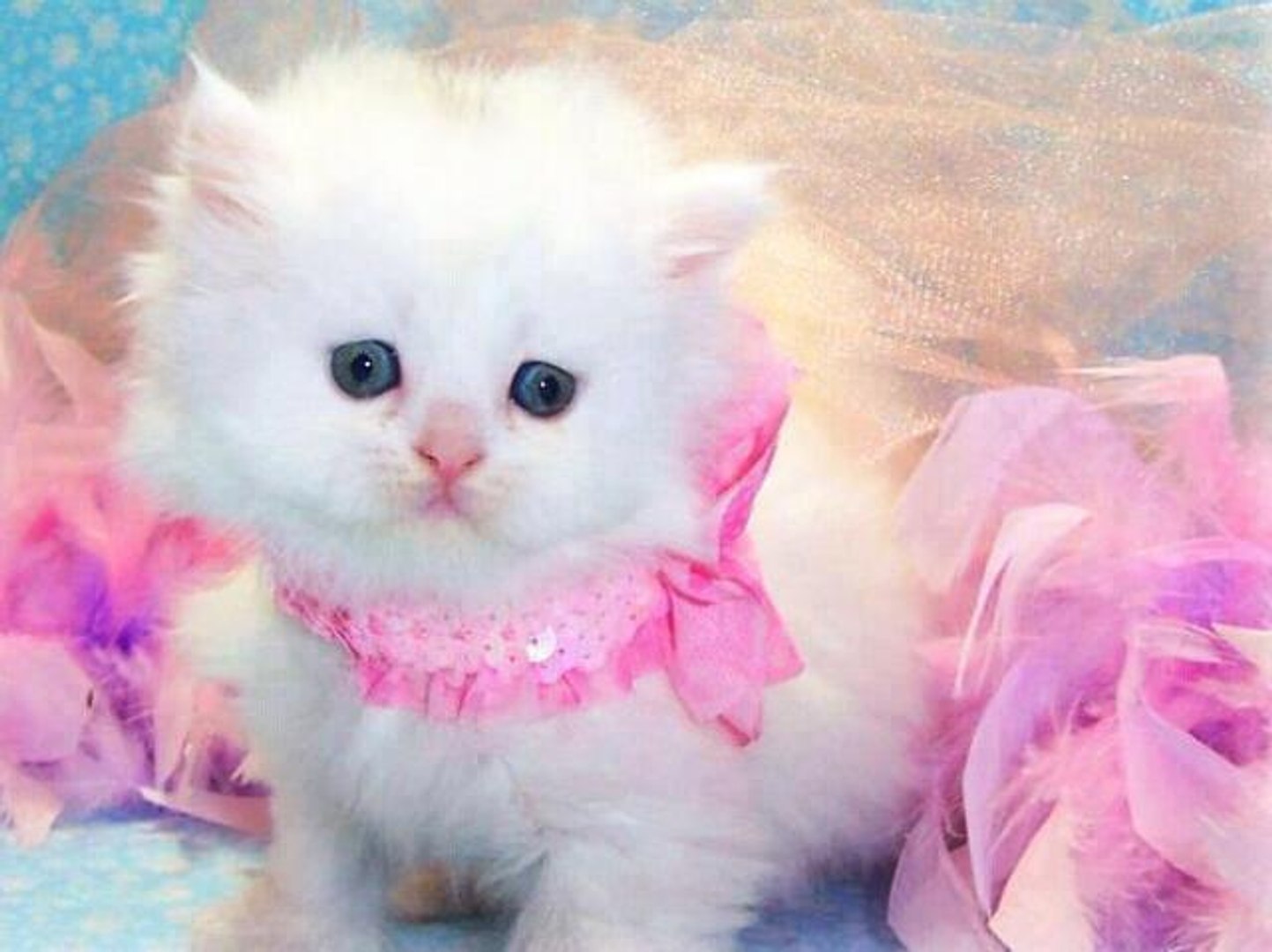 Most Beautiful Kitten Ever - Lovely Cat - video Dailymotion