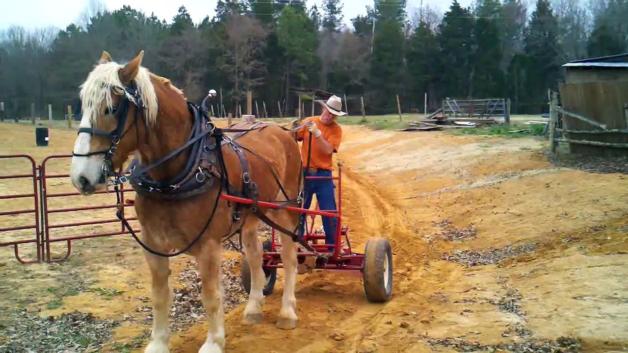 Draft Horse Working