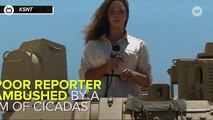 This Reporter Let The Cicadas Get The Best Of Her