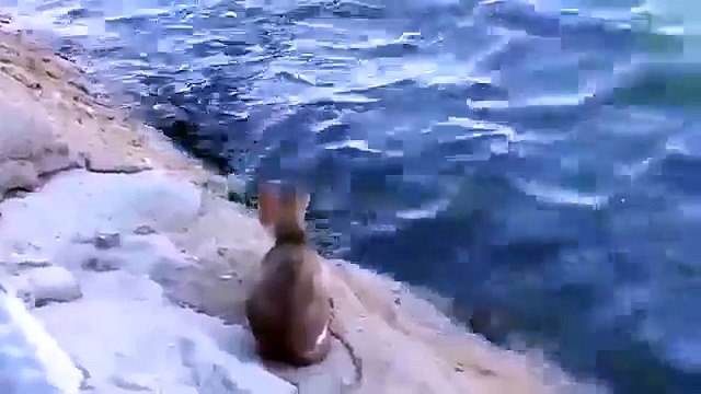 Прикольный кот Смешно ловит рыбу