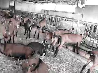 Brent italian goat barn tour