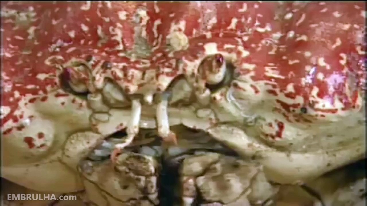 Claude, Giant Crab - 15 Pound Monster Tasmanian King Crab