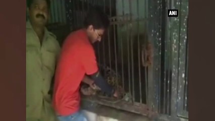 Hindustan Times - Watch   This man bribed to play with jaguar in..
