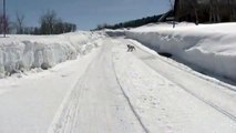Kandu - Amazing Two Legged Dog Goes Skiing