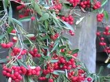 Cedar Waxwings eating berries - Ampelis comiendo