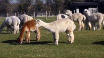Alpacas are BACK at Wellground Farm
