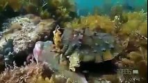 KINGS OF CAMOUFLAGE: THE CUTTLEFISH - Animals/Wildlife/Nature (documentary)