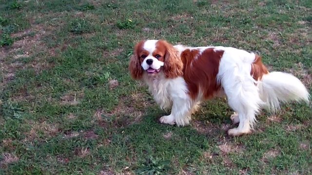 008 MALE CAVALIER BLENHEIM INDIGO DE JEREYLLE JUIN 2015