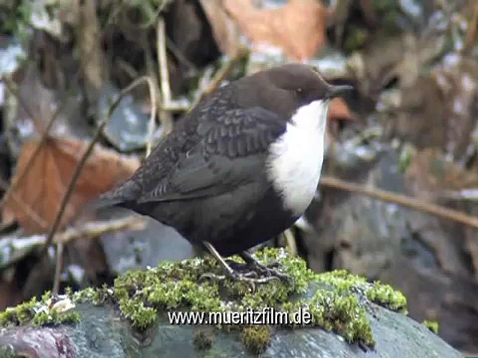 Die Wasseramsel