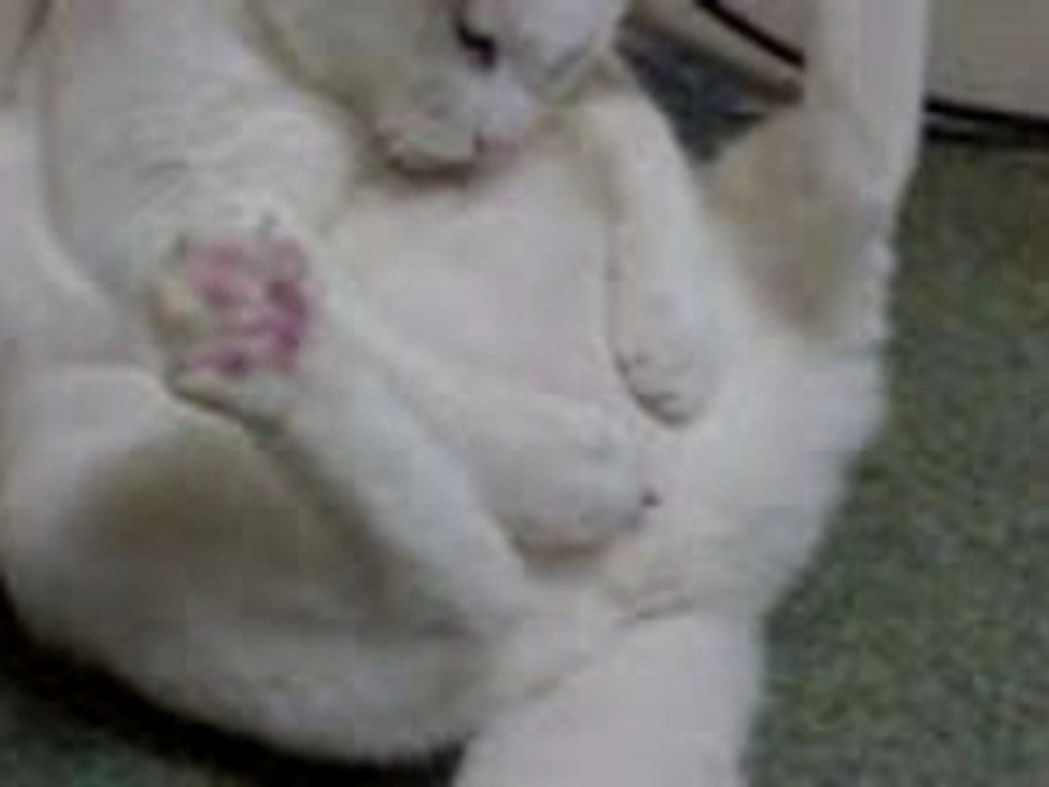 Chatquistouche