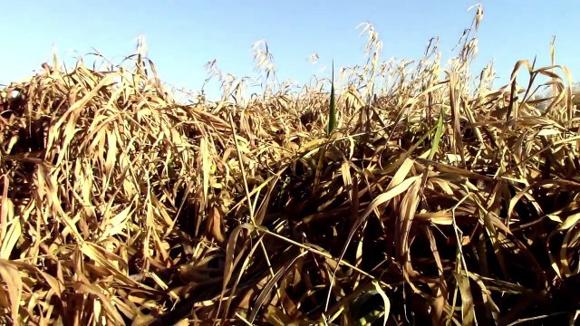 Canon VIXIA HF R400 60fps Slow motion and manual focus depth of field test.