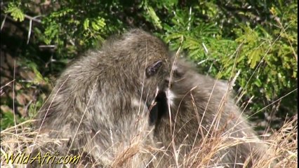 Chacma Baboon (www.wildafri.com)