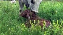 Birth of a calf Spring 08 Ariege