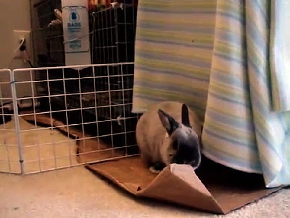 2009: A Bun Odyssey