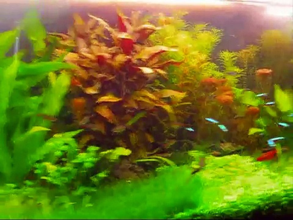 90 X 45 X 45 Planted Tank - Acuario plantado
