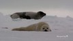 Cute Crying Harp Seal Pup!