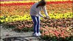 Travel in Europe  Tulip fields in Holland near Keukenhof Gardens, Netherlands  0001