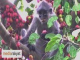 Monkeys' Fig Fruit Dinner 猴子的无花果晚餐
