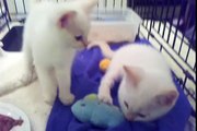 Flame Point Siamese Kittens