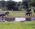 Elephants and Giraffes at Tembe this morning 17 November 2012