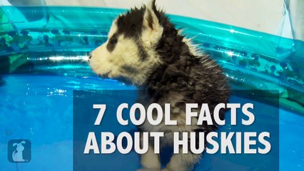 7 Cool Facts About Huskies