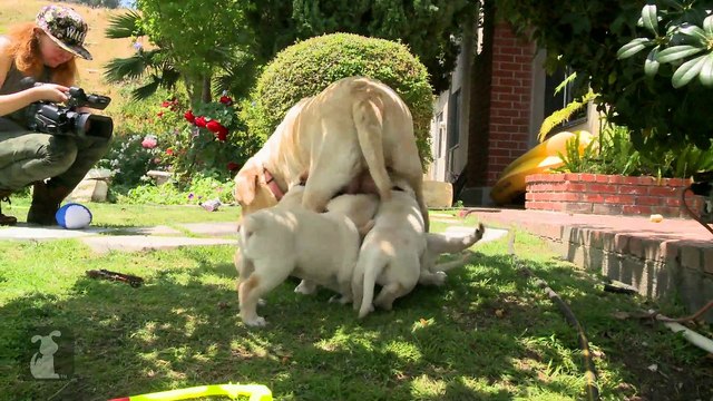 Adorable Yellow Lab Puppies Love Their Mama