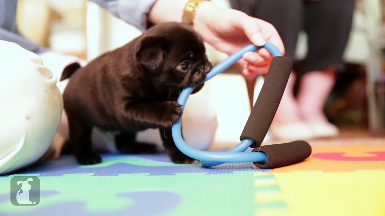 Pug Puppy Works Out At The Gym