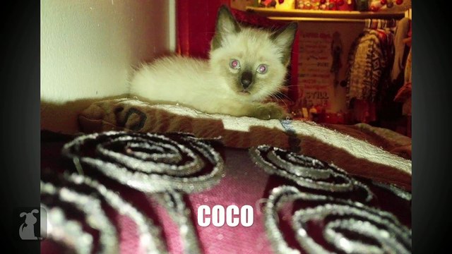 The Pet Collective Loves Your Pets (Episode 2)