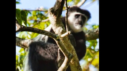 Monkeys and Baboons of Tanzania, January-February 2010