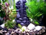 Biorb Life 30 with neon tetras and guppies