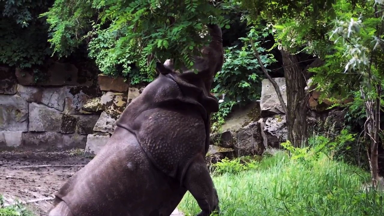 Nashorn beim Futtern