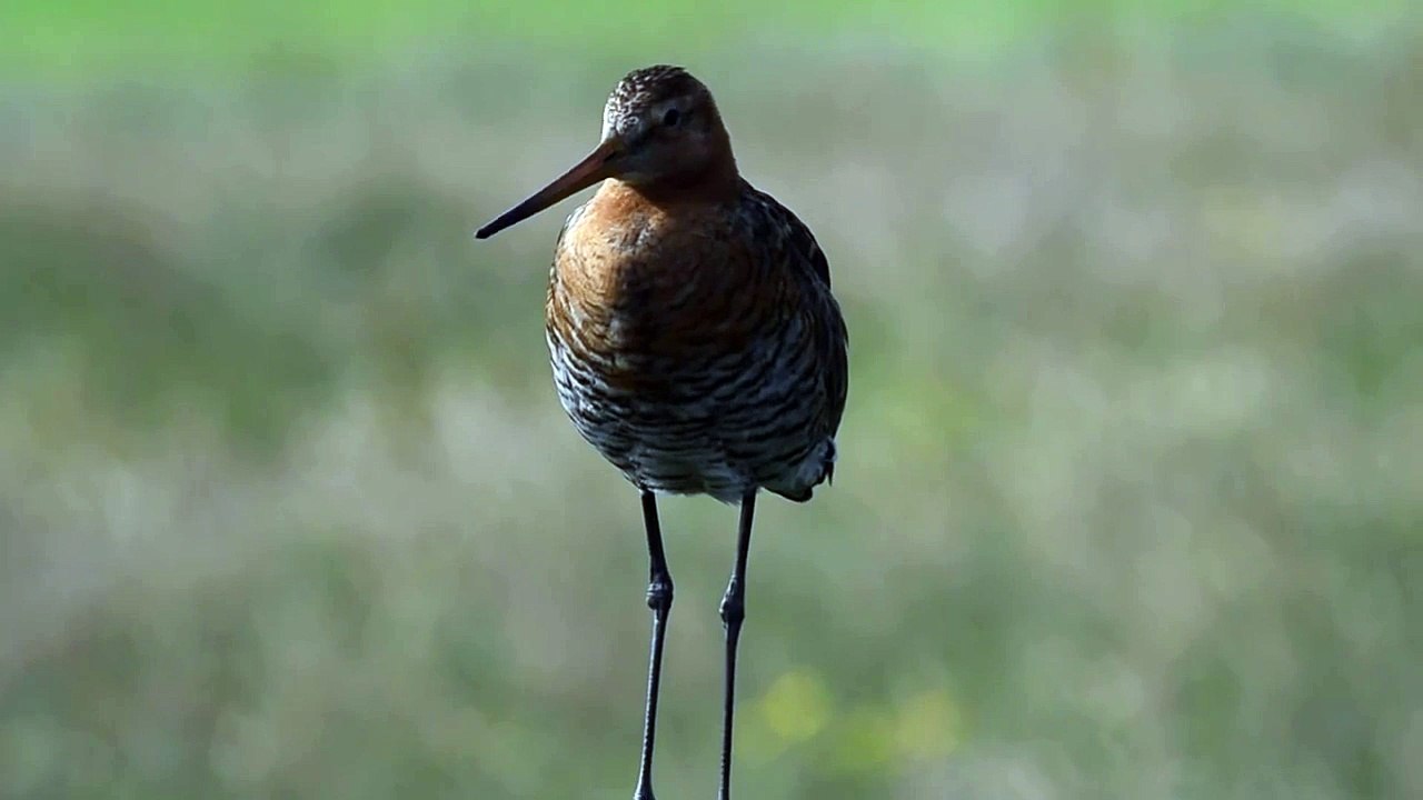 Vroege Vogels - Roep van de grutto
