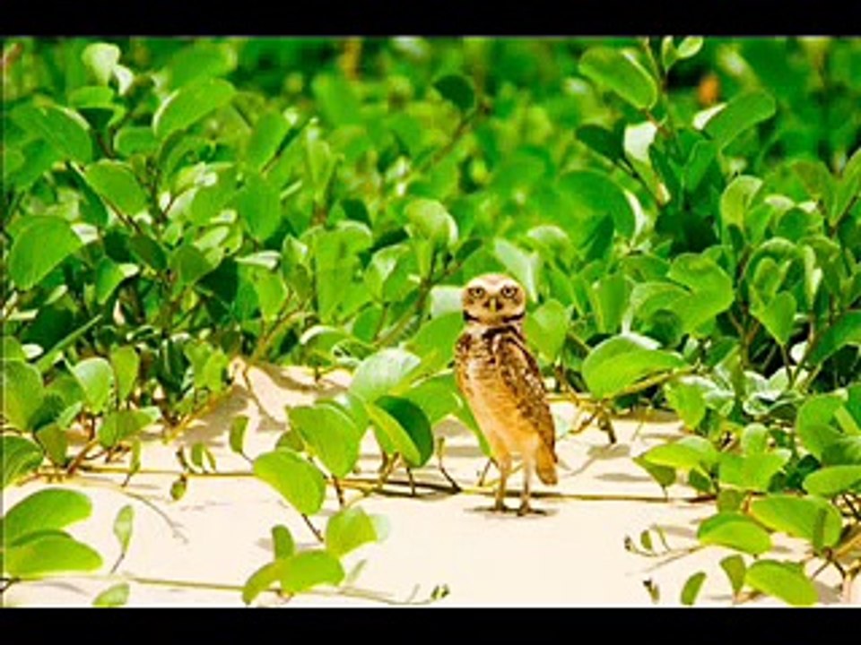 Praia de Atafona - São João da Barra/RJ